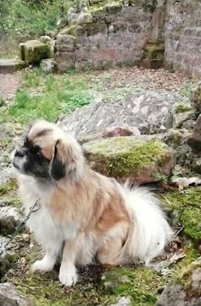 Le chien Hemy à Strasbourg