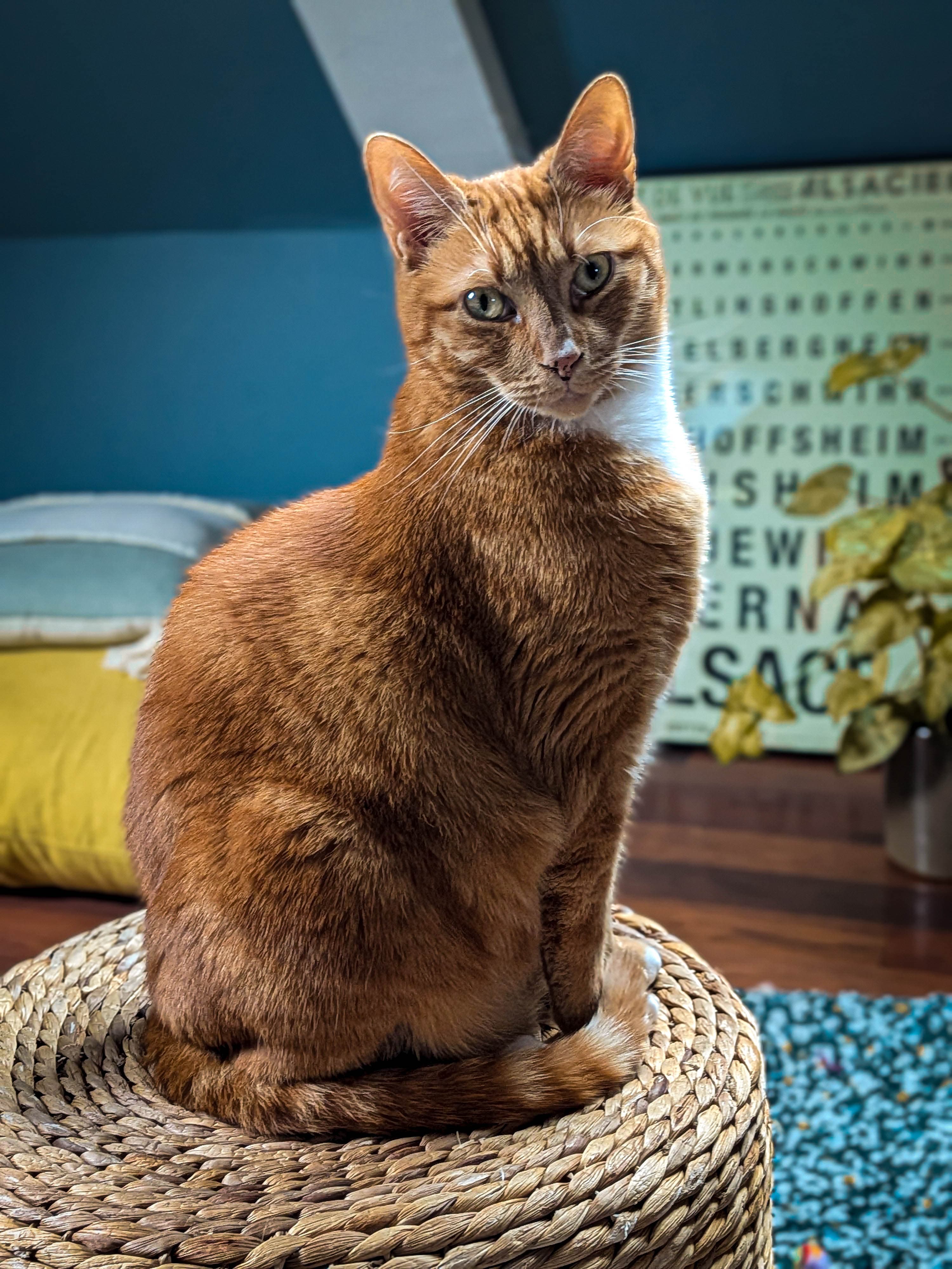 Un chat roux