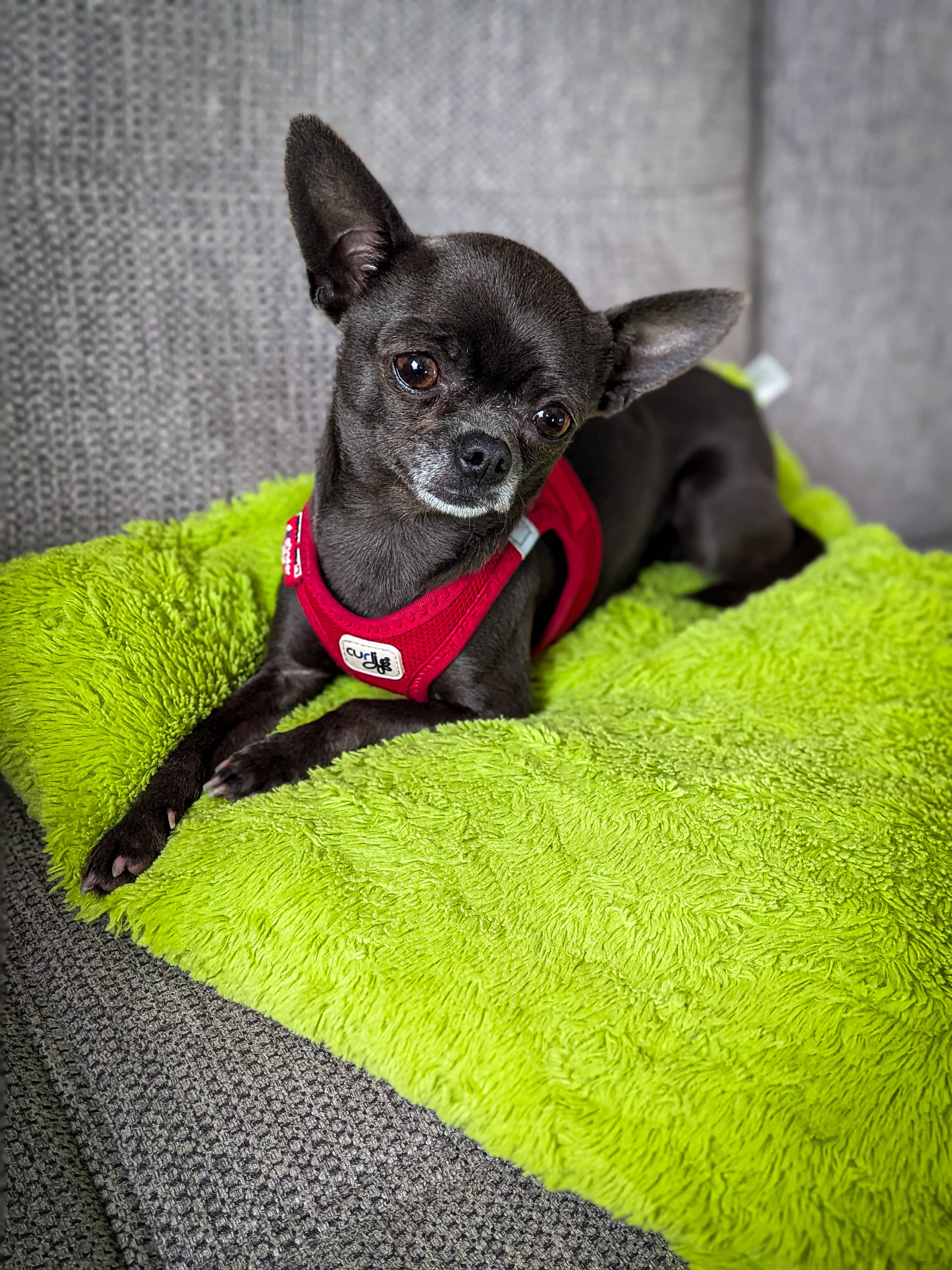 Un chihuahua assis
